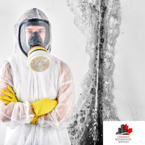 mold removal Toronto