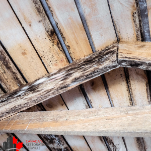 attic wood rotting mold