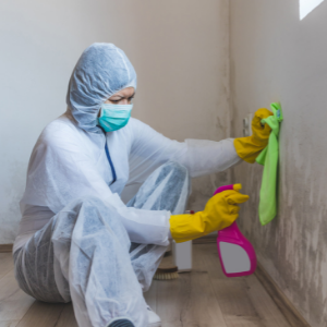 mold removal in toronto 