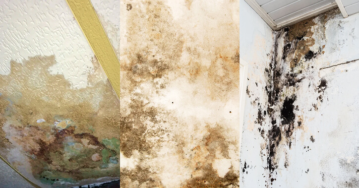 mold removal services Toronto