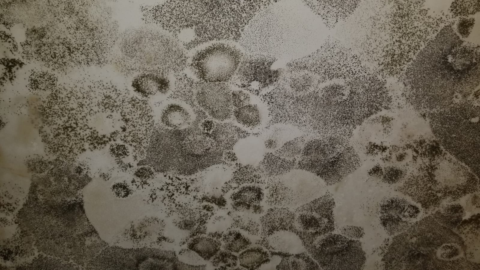 mold inspection services