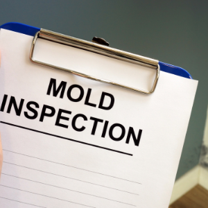 mold removal services