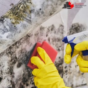 mold removal barrie