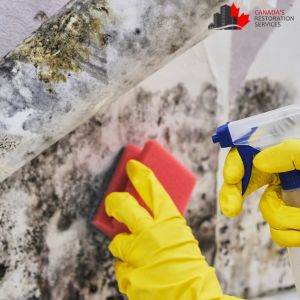 mold removal barrie
