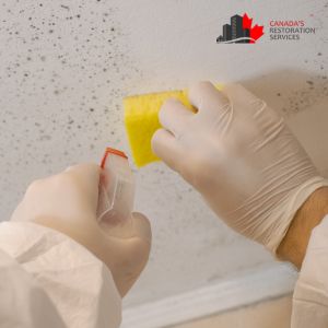 mold removal barrie