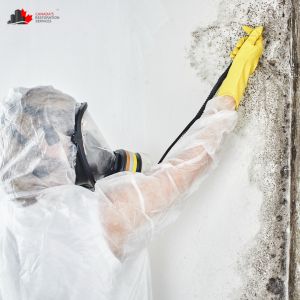 mold removal in belleville mold removal in belleville