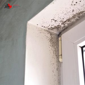 mold removal brampton