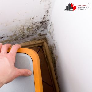 mold removal hamilton