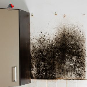How the Source of an Outbreak Affects Mold Removal Costs