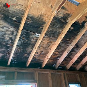 mold removal edmonton