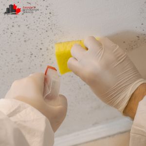 mold removal edmonton