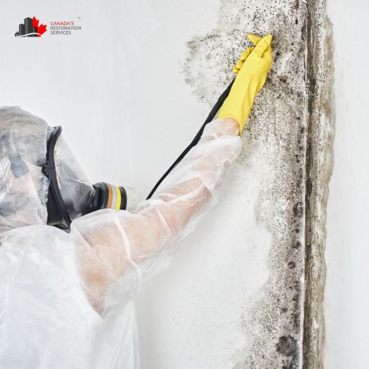 mold removal edmonton