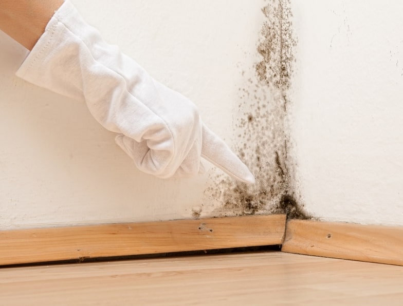 mold removal in newmarket
