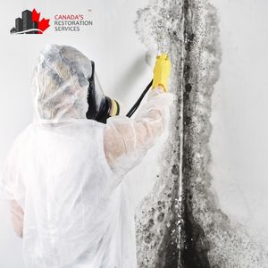 mold removal hamilton