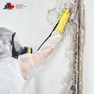 mold removal montreal