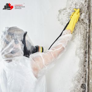 mold removal montreal