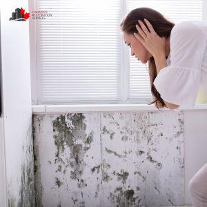 mold removal ottawa
