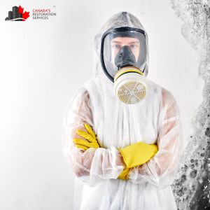 mold removal ottawa