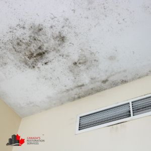 mold removal ottawa