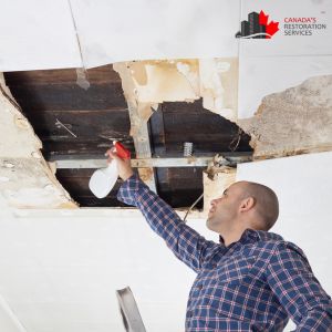 mold removal ottawa