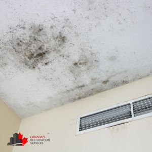 mold removal scarborough