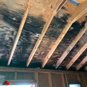 mold removal toronto