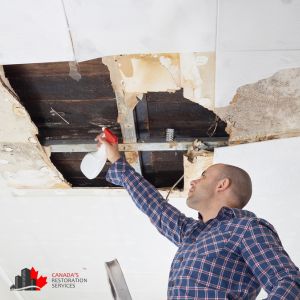 mold removal toronto