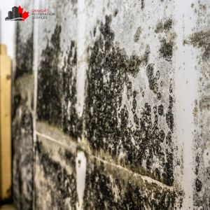 mold removal toronto