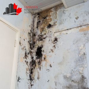 mold removal toronto