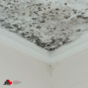 mold removal toronto