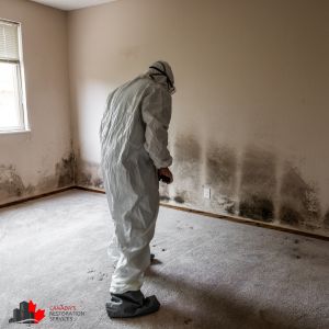 mold removal toronto