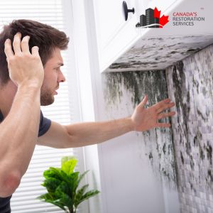 mold removal toronto