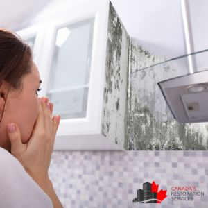 mold removal toronto