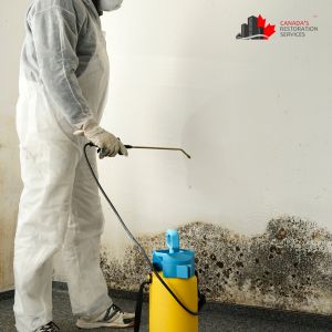 mold removal toronto