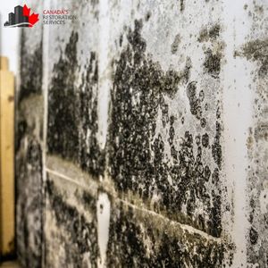 mold removal toronto