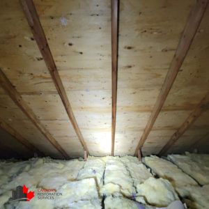 mold removal toronto