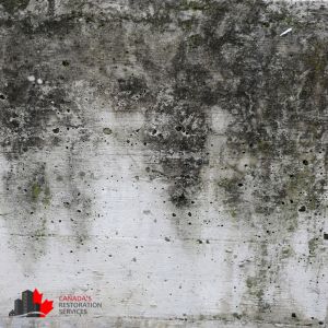 mold removal toronto