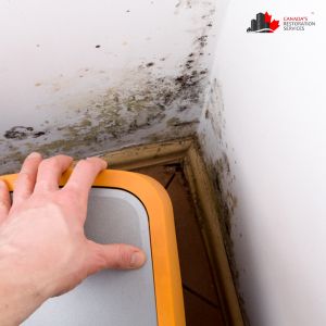 mold removal toronto