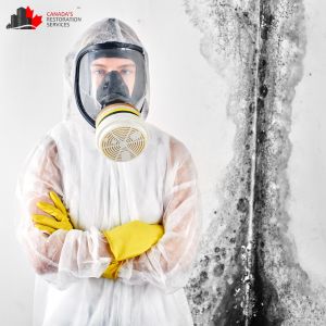 mold removal toronto
