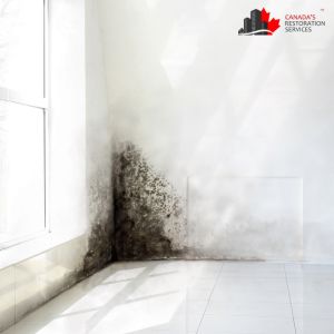 Mold Removal