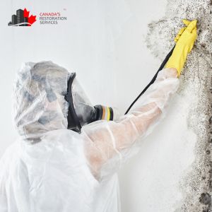mold removal toronto budget
