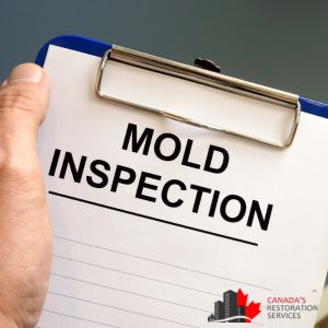 mold removal toronto
