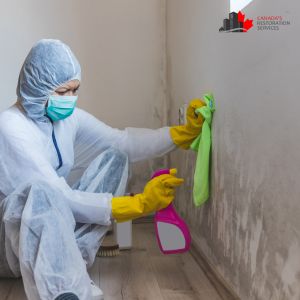 mold removal vaughan