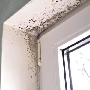 How To Prevent Mold Growth in Vaughan with Proper Ventilation