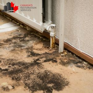 water damage restoration for mold