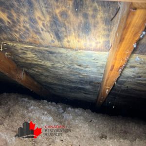 black mold in attic of Toronto home