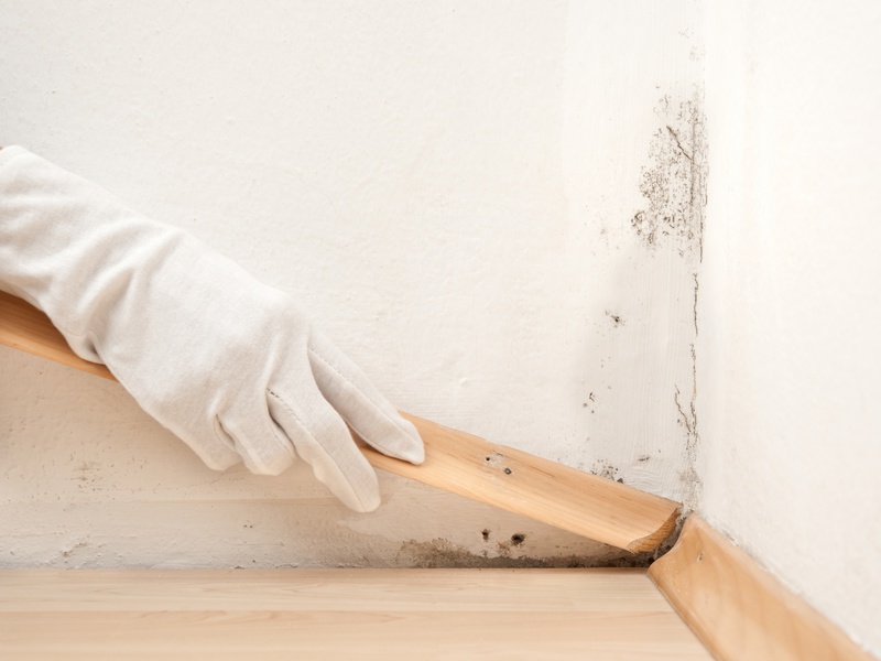 How Mold Growth Affects Home Air Quality