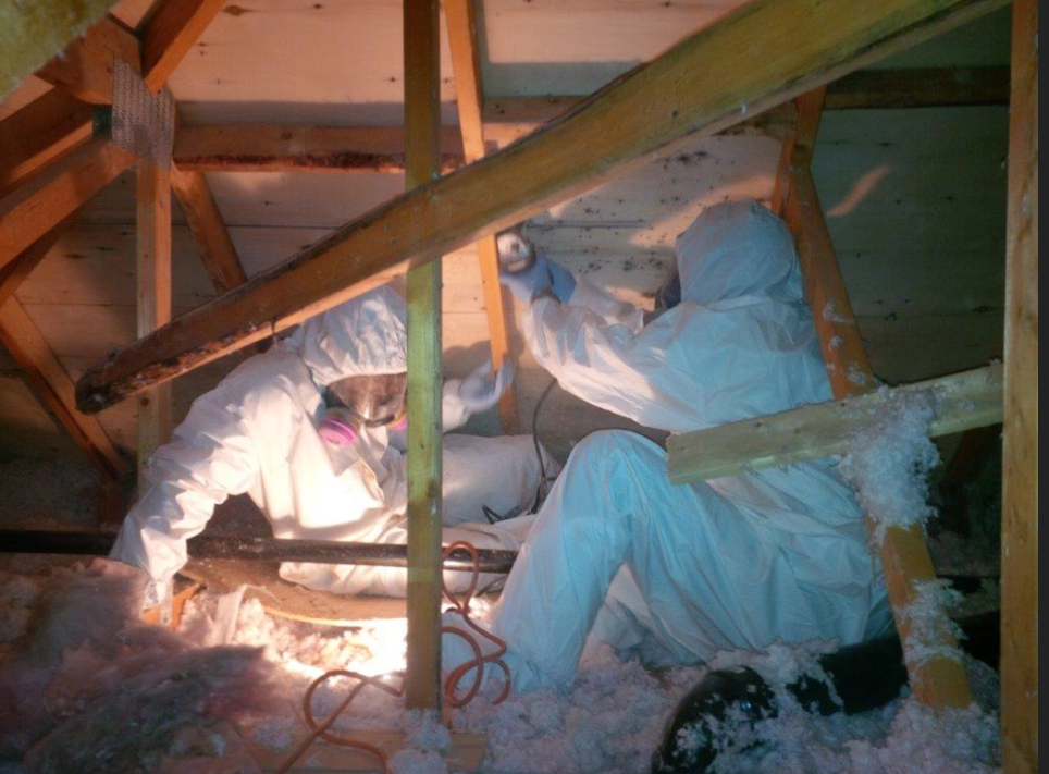 asbestos abatement scarborough, 