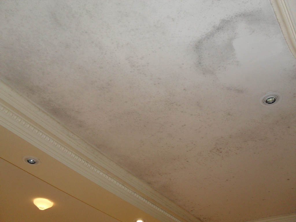 Ceiling Mold Toronto