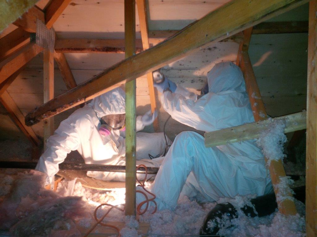 attic mold removal Toronto